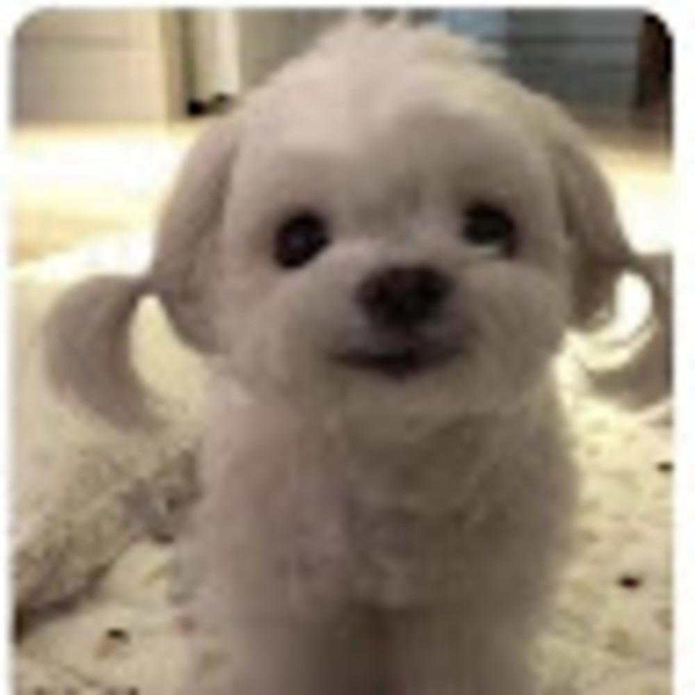 Meet your Posher, Gyu